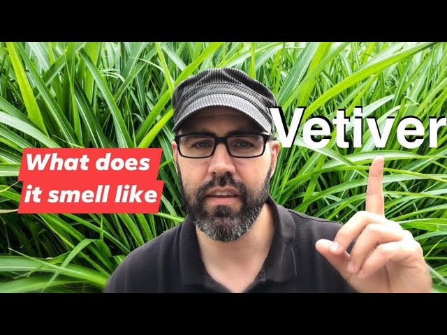 What Does Vetiver Smell Like?
