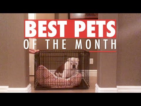 Best Pets of the Month | November 2017 - UCPIvT-zcQl2H0vabdXJGcpg