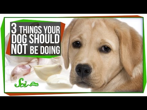 3 Things Your Dog Should Not Be Doing - UCZYTClx2T1of7BRZ86-8fow