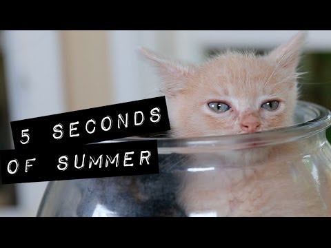 5 Seconds of Summer - She Looks So Perfect (Cute Kitten Version) - UCPIvT-zcQl2H0vabdXJGcpg