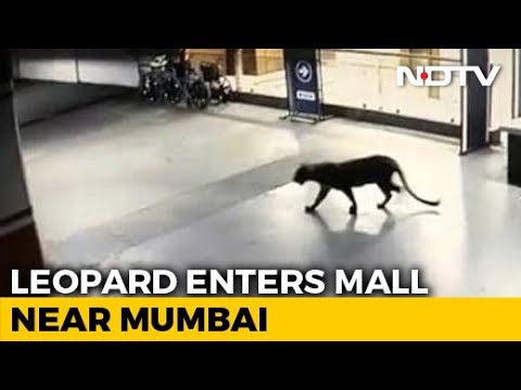 Video - WATCH Panic After LEOPARD Seen At SHOPPING MALL, Hotel Basement In Thane, #Mumbai #India