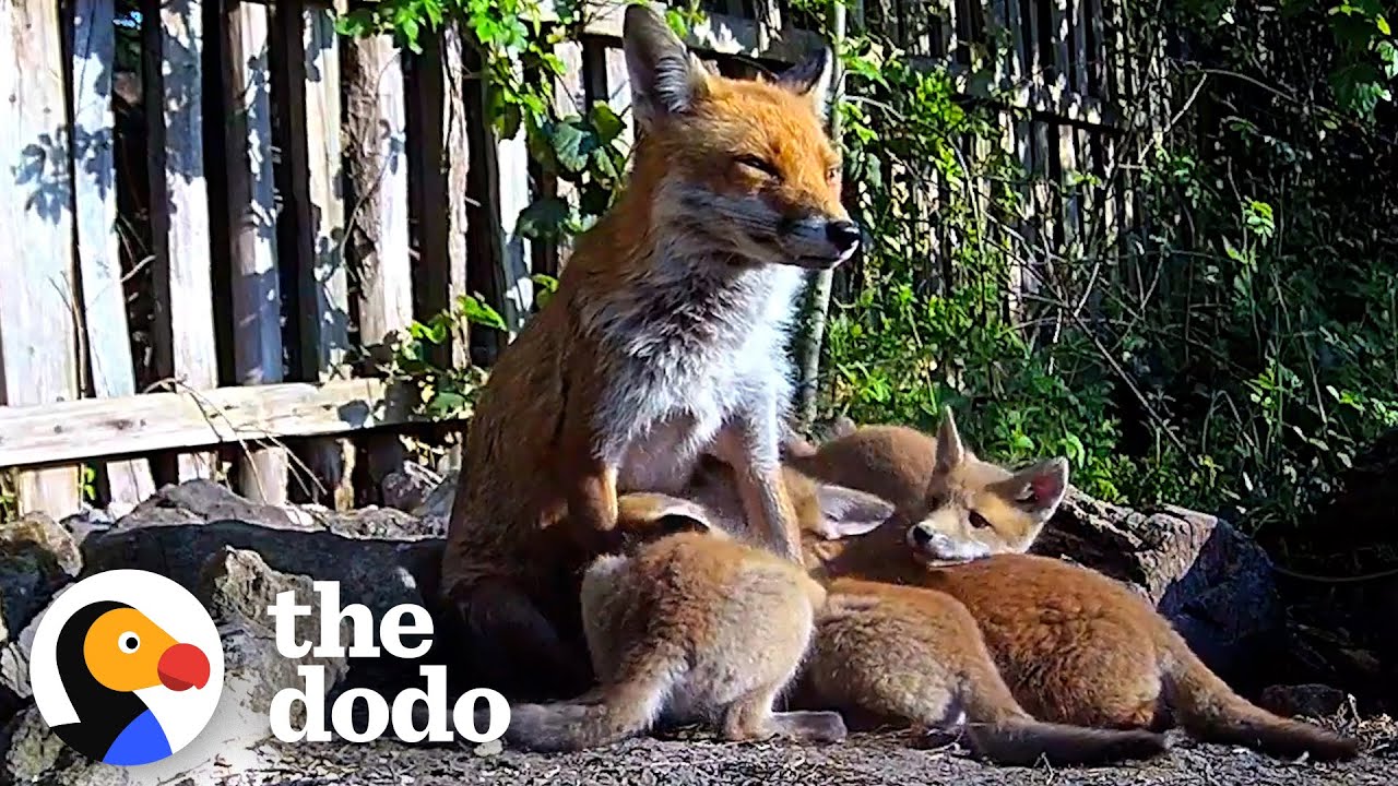 Fox Family Has Surprise Litter | The Dodo