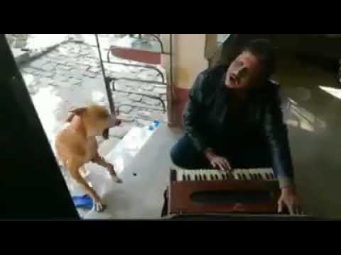 Talented Dog Shows His Singing Skills