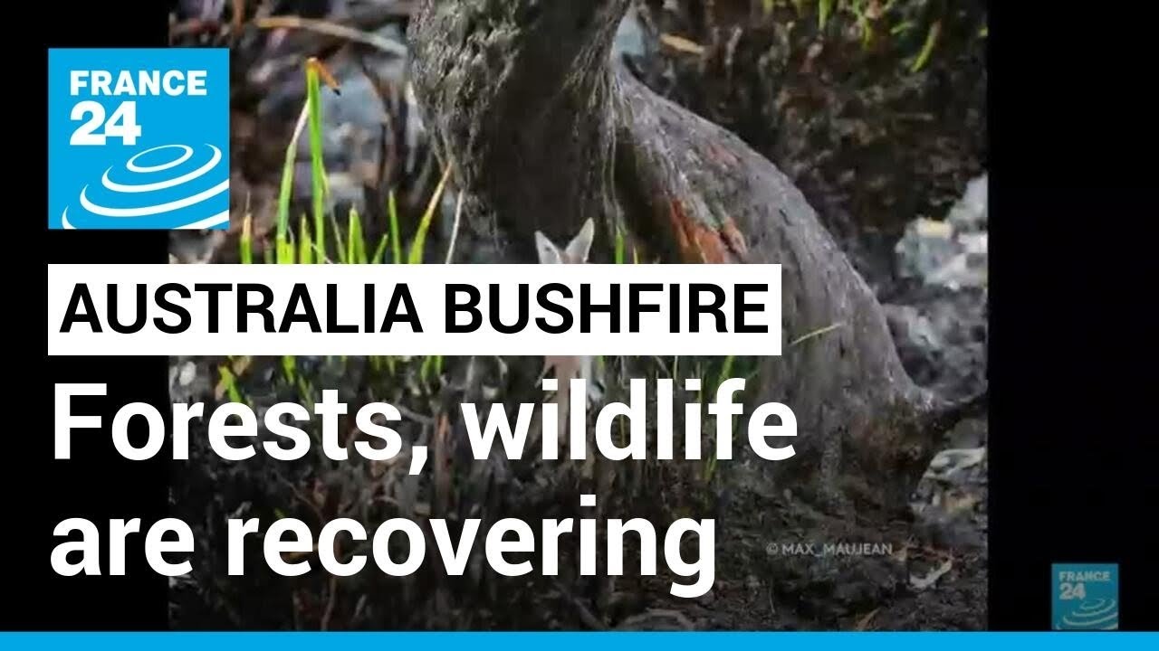 Australia after the bushfire: Fire-ravaged forests and wildlife are recovering • FRANCE 24 English