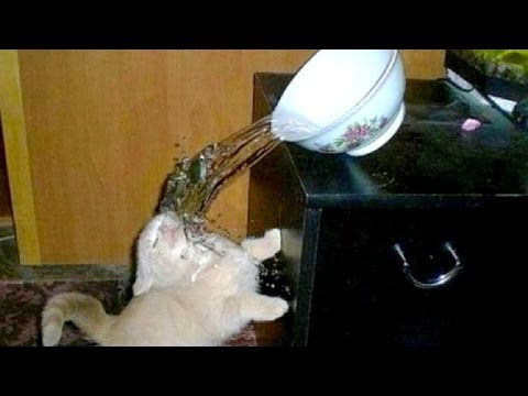 Watch & Laugh! Super funny animals and pets - Funny animal compilation - UCKy3MG7_If9KlVuvw3rPMfw