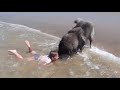 Un chien sort une fillette de l eau 