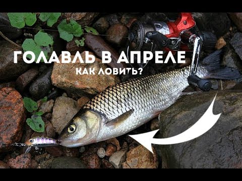 На что ловить голавля в апреле На что ловить голавля в апреле