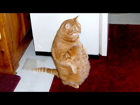 Nothing will make you laugh harder than cats - Funny cat compilation - UCKy3MG7_If9KlVuvw3rPMfw