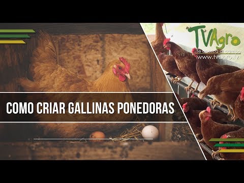 Como Criar Gallinas Ponedoras - TvAgro por Juan Gonzalo Angel - UCzW1r6IO7r8C2RPLZrD5lwA