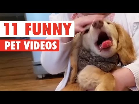 11 Funny Pet Videos Compilation 2016 - UCPIvT-zcQl2H0vabdXJGcpg