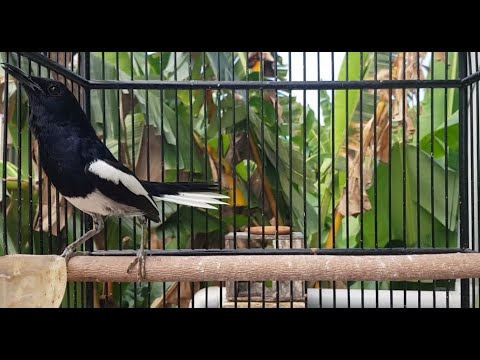PAGI HARI, COBA 1 MENIT KACER APAPUN PASTI LANGSUNG GACOR