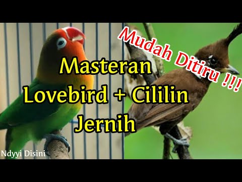 Masteran Burung Lovebird Dan Cililin