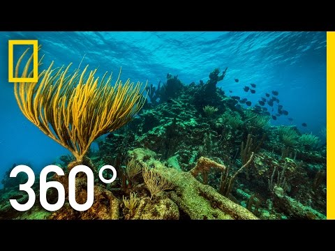 360° Underwater National Park | National Geographic - UCpVm7bg6pXKo1Pr6k5kxG9A