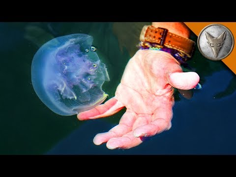 Jellyfish Challenge! - UC6E2mP01ZLH_kbAyeazCNdg