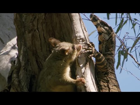 Possum fights Monitor Lizard to protect babies | BBC Earth - UCwmZiChSryoWQCZMIQezgTg