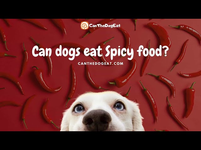 Can Dogs Taste Spicy Food Wavingwheatbakery