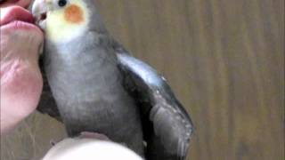 NEW - My Cockatiel Talking, and telling the world how it is.