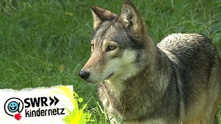 Wölfe - Ruf der Wildnis | OLI's Wilde Welt | SWR Kindernetz