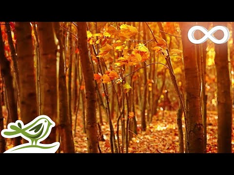 Fall Asleep Fast: Deep Relaxing Music, Sleep Music, Meditation Music, Sleeping Music ★135 - UCjzHeG1KWoonmf9d5KBvSiw