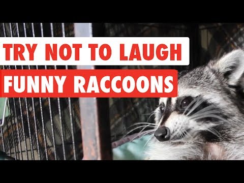 Try Not To Laugh | Funny Raccoon Video Compilation 2017 - UCPIvT-zcQl2H0vabdXJGcpg