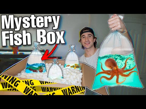 BUYING CREEPY BAT FISH MYSTERY BOX... (what's inside ...