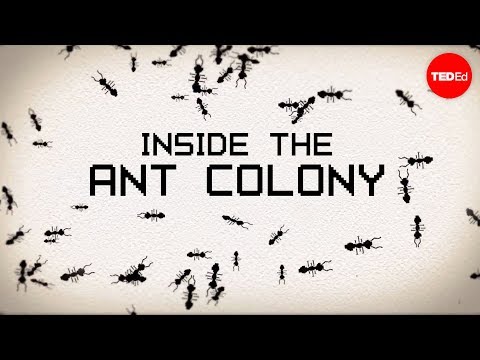 Inside the ant colony - Deborah M. Gordon - UCsooa4yRKGN_zEE8iknghZA