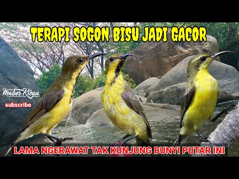 SEKALI PUTAR LANGSUNG NYAUT || TERAPI SOGON BAHAN/OMBYOKAN/IJOAN LANGSUNG RESPON DAN RAJIN BUNYI