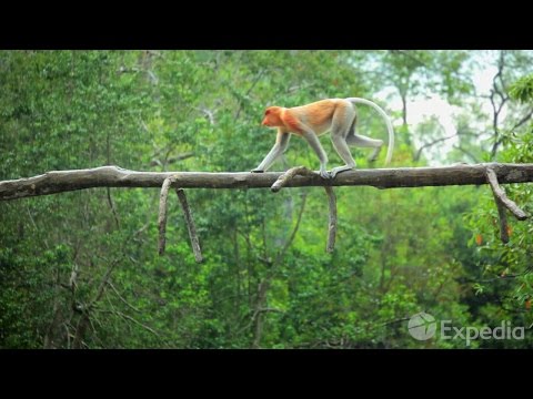 Labuk Bay Proboscis Monkey Sanctuary - City Video Guide - UCGaOvAFinZ7BCN_FDmw74fQ