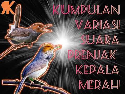 PRENJAK KEPALA MERAH GACOR VARIASI (cocok untuk masteran burung lomba)