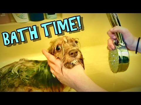 Popeye the Yorkie gets a BATH - TheRcSaylors - UCYWhRC3xtD_acDIZdr53huA