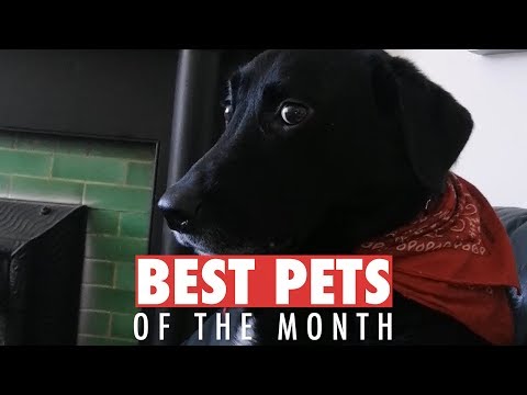 Best Pets of the Month | October 2018 - UCPIvT-zcQl2H0vabdXJGcpg