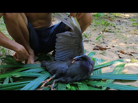 Amazing Guinea Fowl Recipe - Slingshot Hunting Guinea Fowl In Forest Than Cooking For Dinner