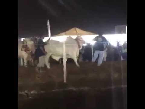 Ramp Walk In Cow Mandi Karachi 2016 Opening Ceremony