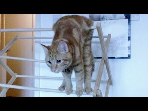 ANIMAL VIDEOS so FUNNY you will FALL OUT OF CHAIR LAUGHING - Funny ANIMAL compilation - UC9obdDRxQkmn_4YpcBMTYLw