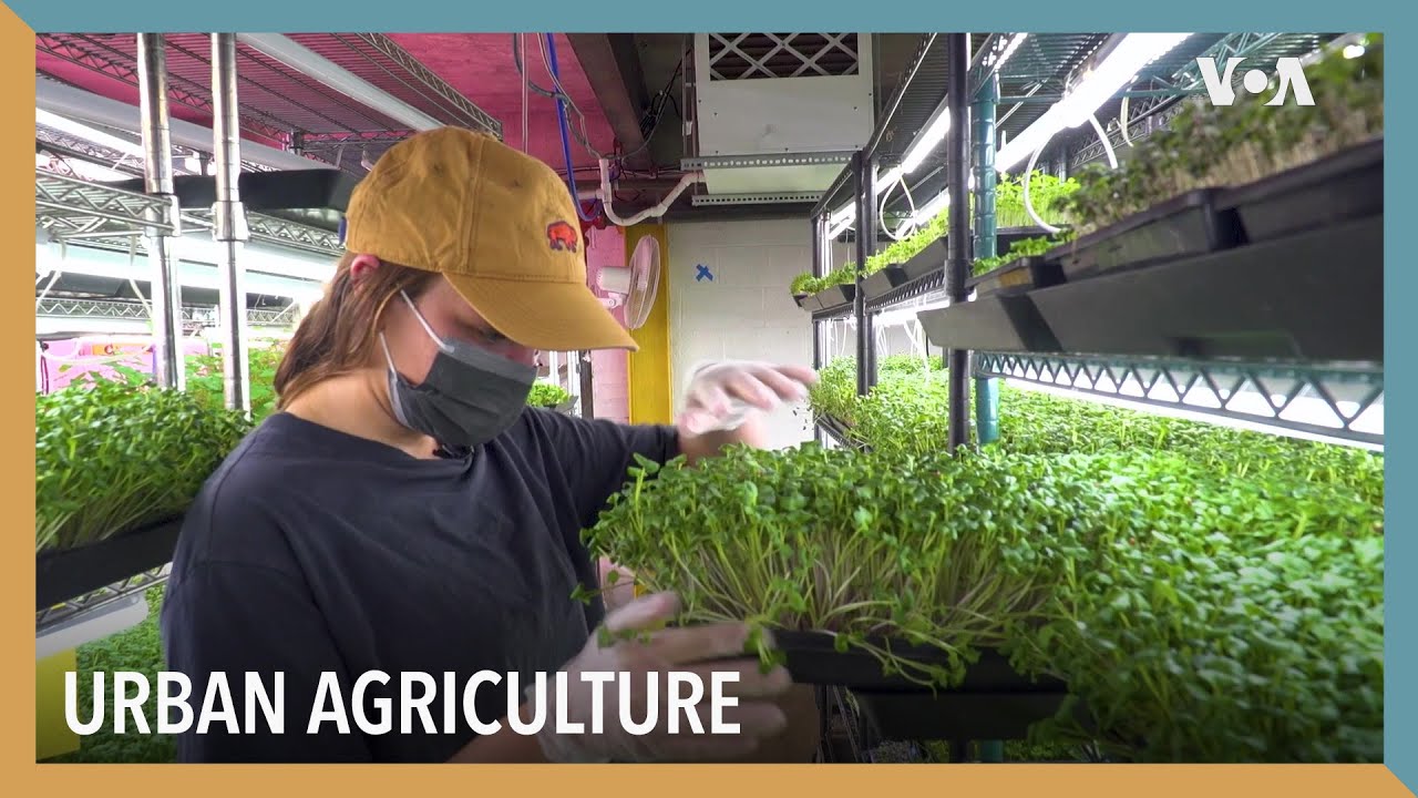 Urban Agriculture | VOA Connect
