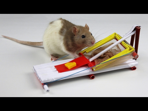 How to Make a Simple Mouse Trap from Paper - UCZdGJgHbmqQcVZaJCkqDRwg