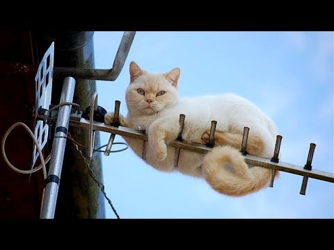 TRY NOT TO LAUGH LIKE HELL! IMPOSSIBLE! - Funny ANIMAL compilation - UC9obdDRxQkmn_4YpcBMTYLw