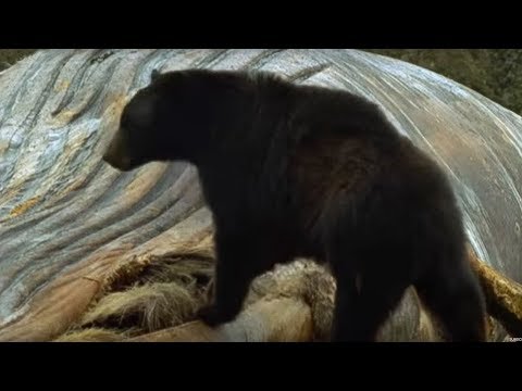 Humpback whales and black bears | Blue Planet | BBC - UCwmZiChSryoWQCZMIQezgTg