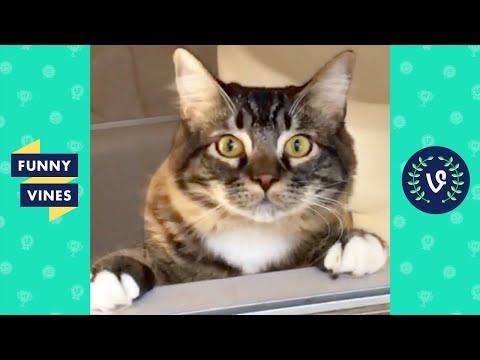 Funniest ANIMALS FAILS Compilation 2018 - Funny Animal Videos | Funny Vines - UCd07rKJ7Q0pg5ths7Pz8k8Q
