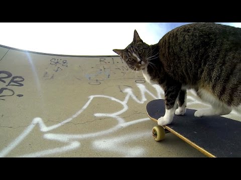 GoPro: Didga the Skateboarding Cat - UCqhnX4jA0A5paNd1v-zEysw