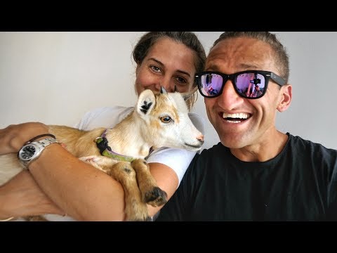 WE GOT A BABY GOAT!!! - UCtinbF-Q-fVthA0qrFQTgXQ