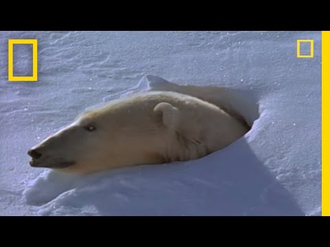 Polar Bear Mom and Cubs - UCpVm7bg6pXKo1Pr6k5kxG9A