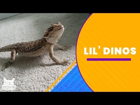 Lil Dinos - UCPIvT-zcQl2H0vabdXJGcpg