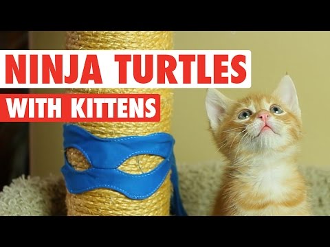 Ninja Turtles Cute Kitten Version - UCPIvT-zcQl2H0vabdXJGcpg