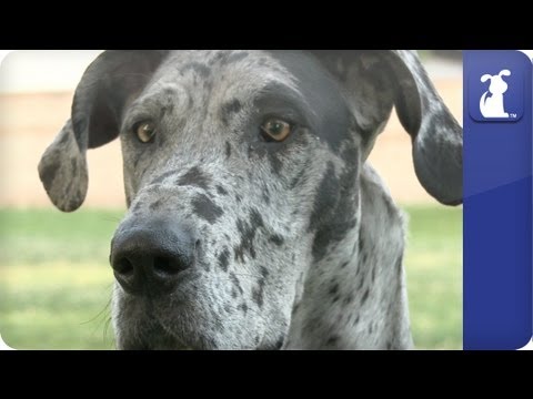 Doglopedia - Great Dane - UCPIvT-zcQl2H0vabdXJGcpg