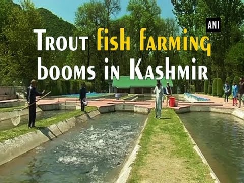 Trout fish farming booms in Kashmir