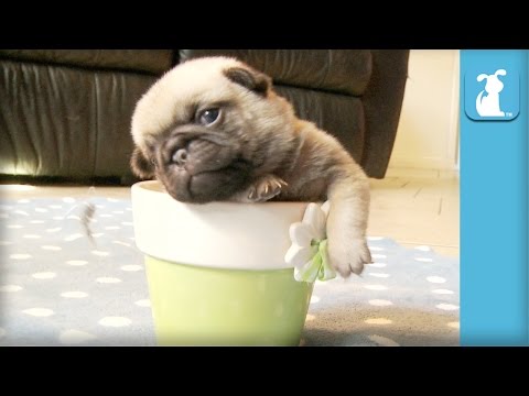 5 Pug Puppy Moments To Make You SQUEE! - Puppy Love - UCPIvT-zcQl2H0vabdXJGcpg