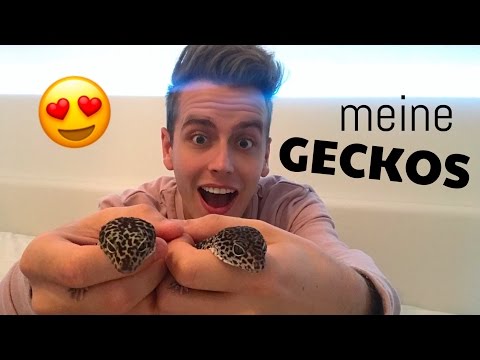 DAS SIND MEINE GECKOS  - UCX71z-68tW3Pk5TW6EPKQgg