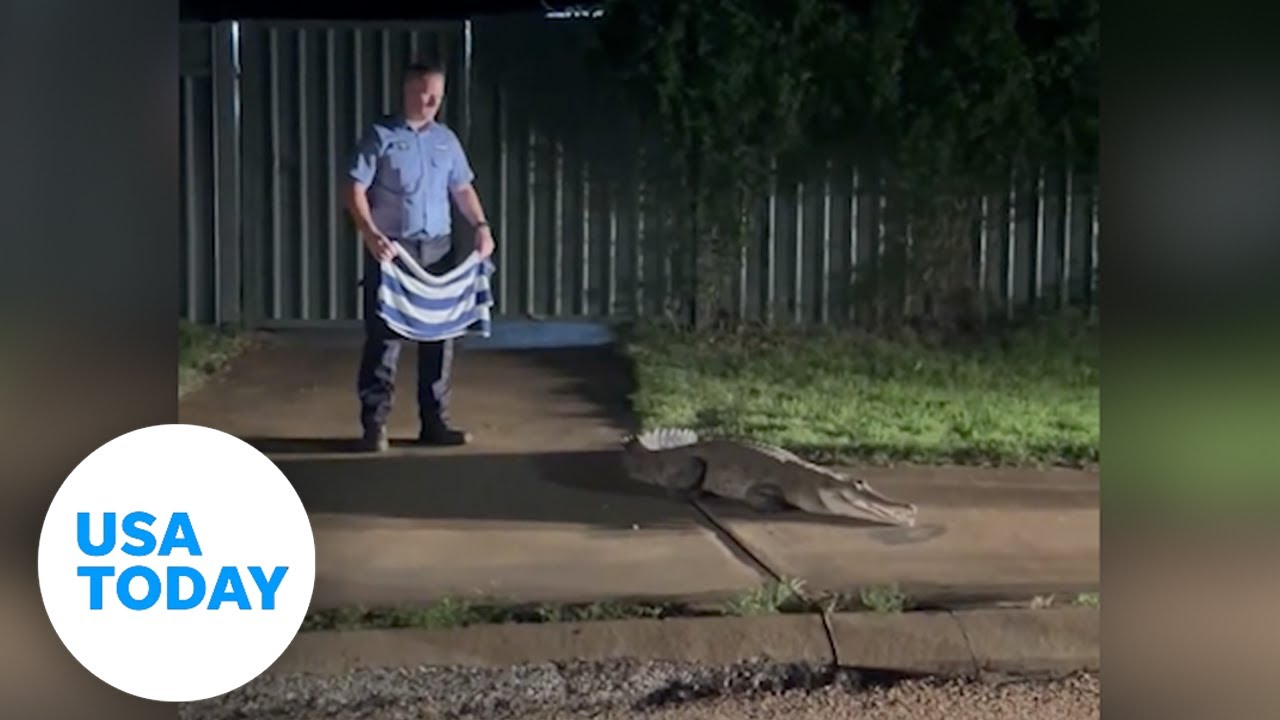 Police officer hilariously attempts catching crocodile with towel | USA TODAY