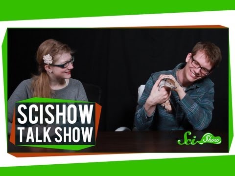 Emily and Hank Meet a Blue-Tongued Skink: SciShow Talk Show Episode 5 - UCZYTClx2T1of7BRZ86-8fow